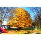 Moville: Autumn in Moville, Iowa Mainstreet Park.