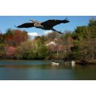 Montgomery Village: Heron flys over Lake Whetstone
