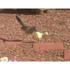 Sun City West: ROAD RUNNER PET FOR 4YRS PLAYING IN YAIRD...CHARLIE