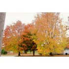 Hartville: Fall Time Trees