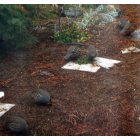 La Pine: Quail in the Garden