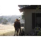 Buffalo Gap: Horse at Van Zandt Farm enjoys eating out of bird feeder through out day