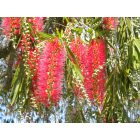 Charlotte Park: Red Bottle Brush Tree in Full Bloom, Punta Gorda FL