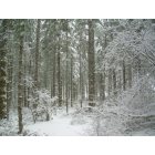 Yacolt: Winter Woods