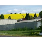 Banks: Mustard Field in Banks, Oregon