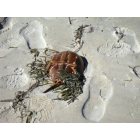 West Yarmouth: Horseshoe Crab