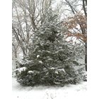North Branch: the prefect christmas trees