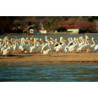 Gun Barrel City: American White Pelicans wintering on Bird Island at Cedar Creek Lake in Gun Barrel City Texas