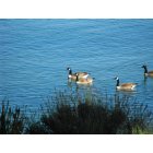 Somerset: A few of the many geese that visit the shore in the Fall