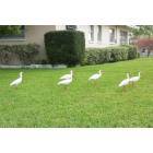 Dunedin: White Ibis on the lawn
