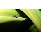 Discovery-Spring Garden: Eastern Lubber Grasshopper (BABIES)