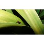 Discovery-Spring Garden: Eastern Lubber Grasshopper (BABY)