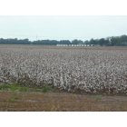 Clarksdale: cotton land