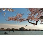 Washington: : Cherry Blossom framed Jefferson Memorial 2011