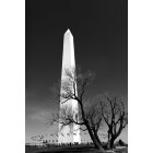 Washington: : Washington Momument in Black and White