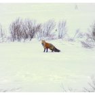 West Yellowstone: Red Fox just outside of West Yellowstone. February 2011