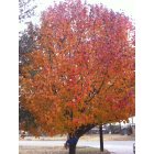 Shady Shores: Beautiful fall tree on Carolyn Ln Shady Shores