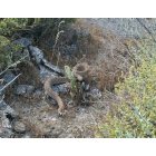 Black Canyon City: Coiled rattlesnake East of I-17 near Black Canyon City
