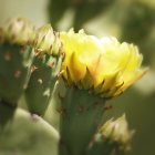 Amarillo: : Palo Duro Cactus Bloom