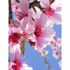 Hanford: Peach blossoms in an orchard on 12th Ave near Elder Ave Hanford.