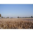 Hanford: Cotton field on Grangeville Blvd outside of Hanford CA.