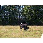 Gassville: cow calf pair