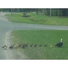 Nassau Bay: Ducks crossing the street
