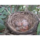 Ulysses: Ulysses has it's share of newborn robins