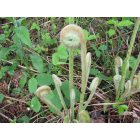 Ulysses: Indian Pipe plant