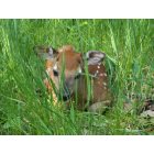 Powers: Baby Fawn waiting for its Mother along side of a road in Power's, Michigan