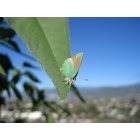 Glendora: Butterfly; South Hills Park