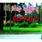 Buffalo: Welcome!
