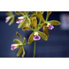 Islamorada: Tree Orchid and Ant