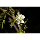 Islamorada: White Lignum Vitae Flower