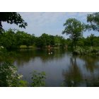 Claverack: Pond in claverack with wild swans that wonder in