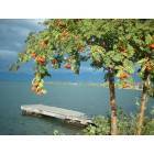 Polson: a beautiful tree in September in downtown Polson