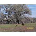 Cottonwood: Horseback rider near the Verde River