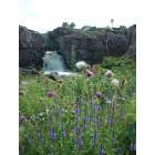Sioux Falls: : Summer flowers by the falls