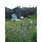 Sioux Falls: Summer flowers by the falls