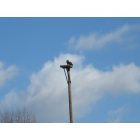 Portland: The Bald Eagles by the power company