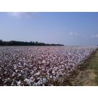 Wallace: cotton field in wallace rt 9