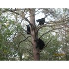 Paisley: Three Bears on Mardon Circle, Paisley, FL