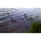 Three Lakes: ducks on maple lake