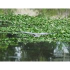 Milan: blue heron in flight over ford lake pond