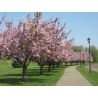 Belpre: April in Civitan Park