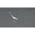 Norwalk: Great Egret at Norwalk Res.
