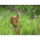 Ellenboro: the buck in our back yard