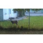 John Day: : deers living in my yard ( a whole family of them)