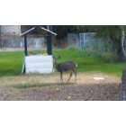 John Day: : deers living in my yard ( a whole family of them)