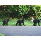 Rockaway: Triplet Bear Cubs
